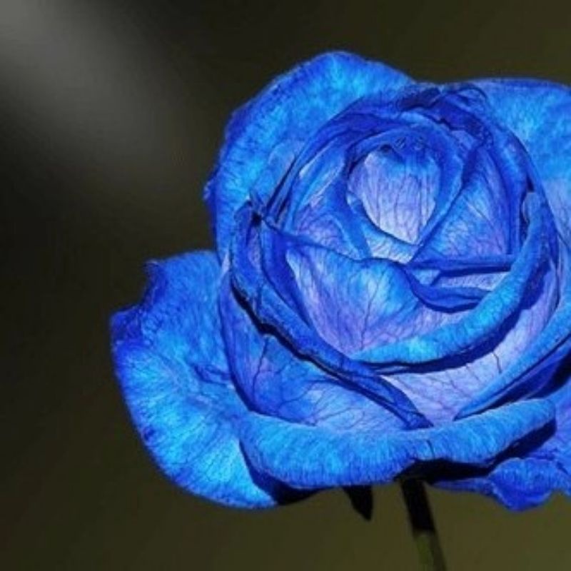 Tanaman hias mawar biru | bunga blue mawar hidup