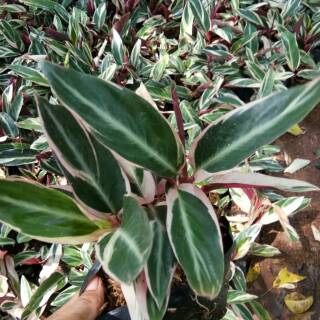 calathea meranti  bali  tanaman  hias bibit calathea 