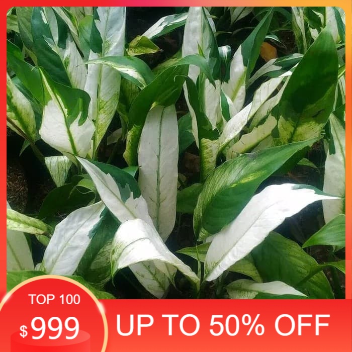 tanaman hias peach lily variegate -pohon spatyphyllum varigata