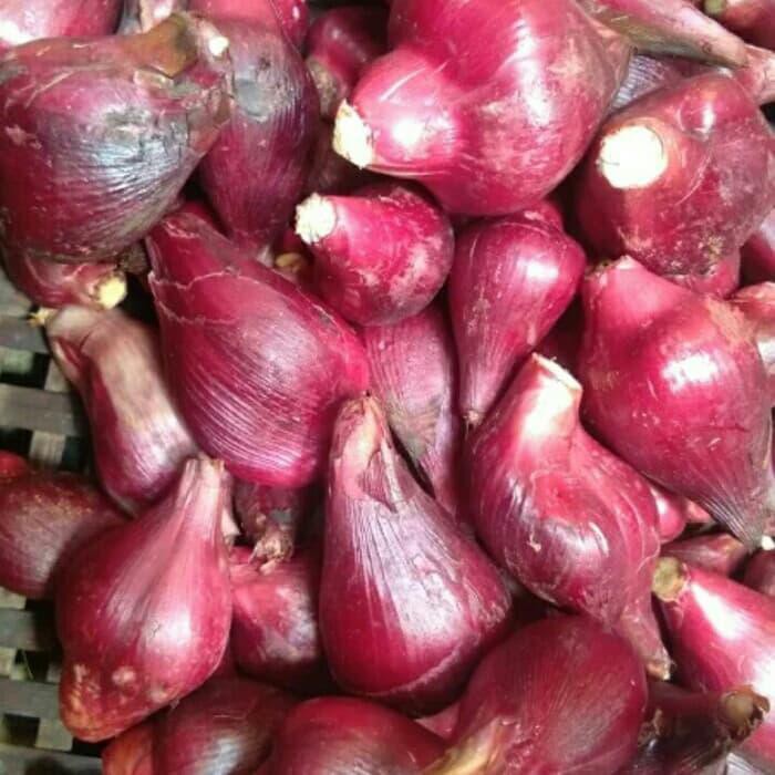 

DISKON BAWANG DAYAK (ASLI DARI PONTIANAK) !!!!