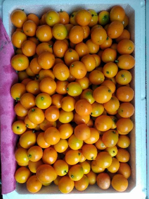 Jeruk Kimkit Kumquat Nagami 1 Kg Shopee Indonesia