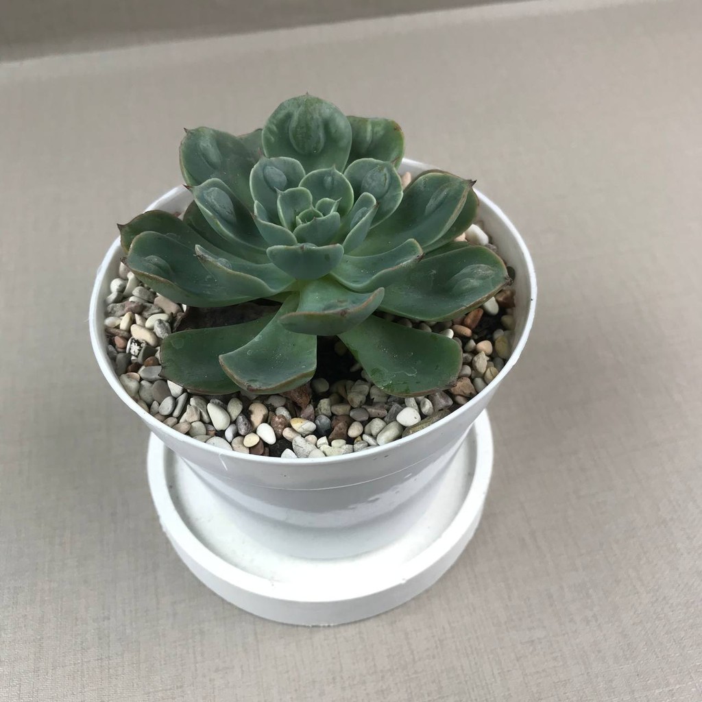 kaktus sukulen (Echeveria Raindrops) Tanaman Hias Hidup