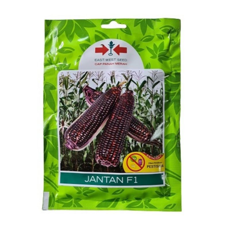 3 benih JAGUNG UNGU jagung pulut hitam JANTAN F1