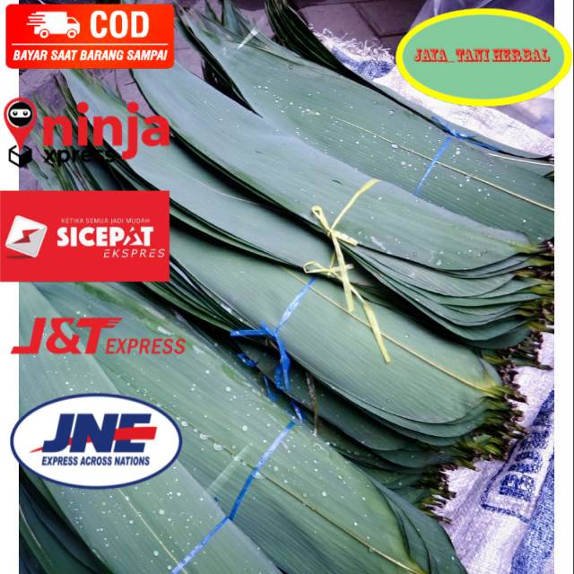 

Daun bungkus bacang KUALITAS SUPER ( Lebar 5 jari dewasa ) daun segar 1kg