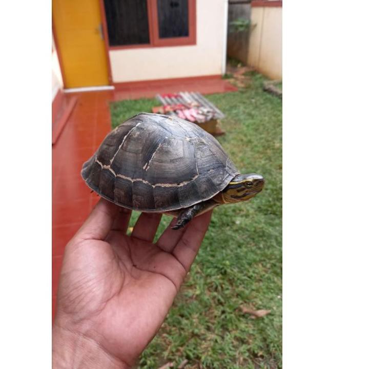 ✤ Obral Kura Kura Ambon / Piput SIZE 10-18 CM ♖