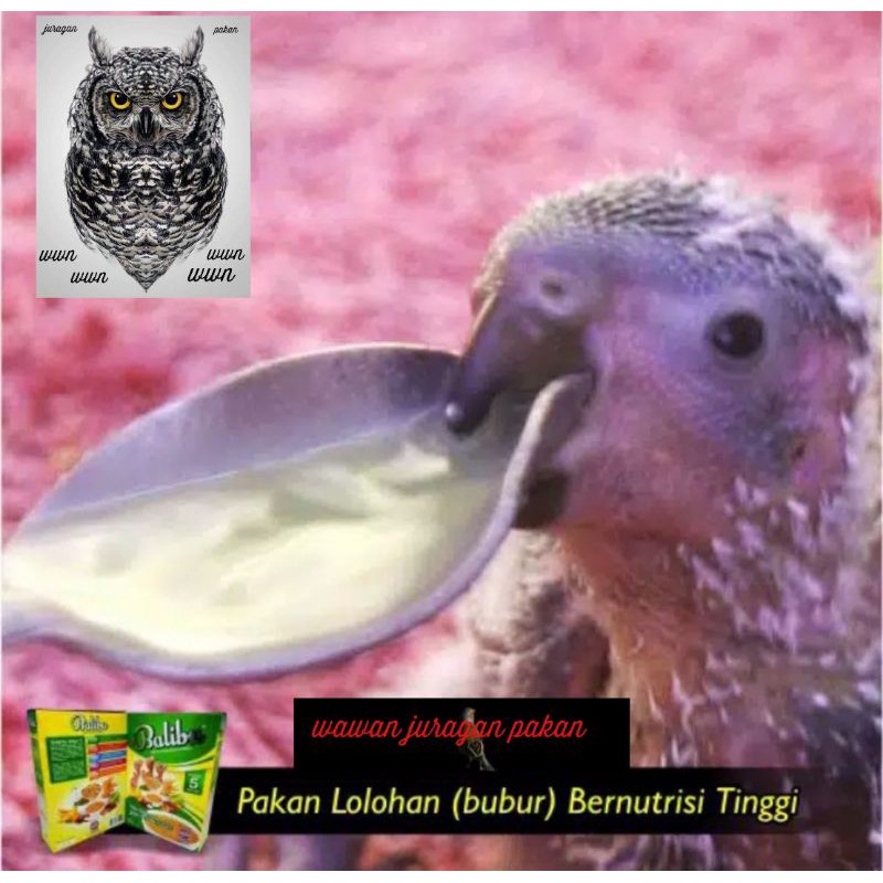 pakan piyik Lovebird, balibu pakan anakan lovebird