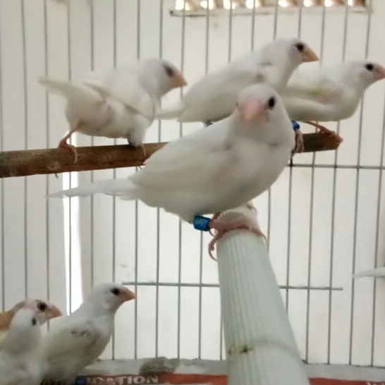 Image of Burung Emprit Jepang ANAKAN Putih #3