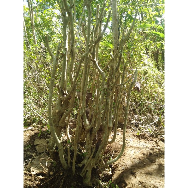 Bahan Bonsai Serut Taman 150cm