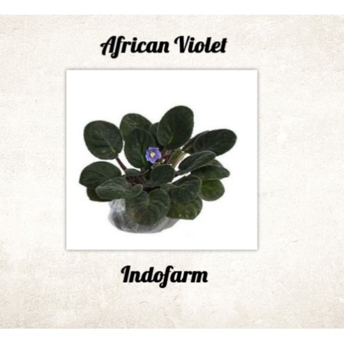Tanaman Bibit Bunga Blue African Violet