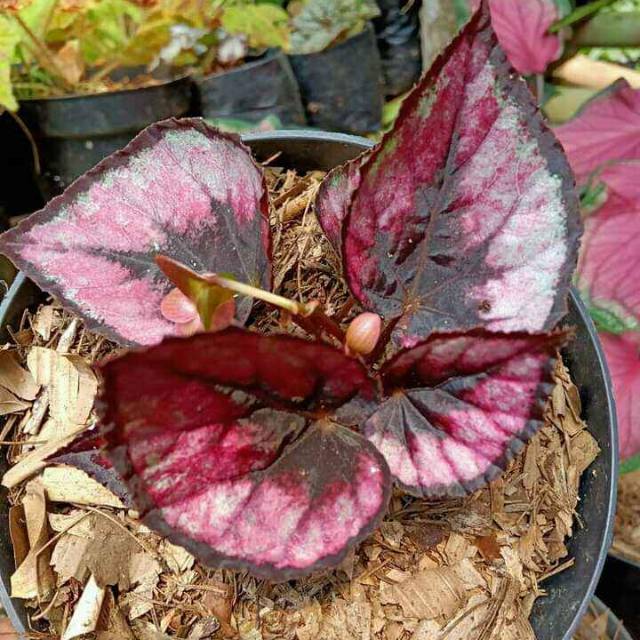 Tanaman hias begonia termurah