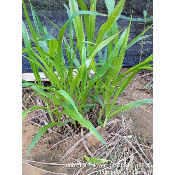 Jual Bibit Rumput Gama Umami | Shopee Indonesia
