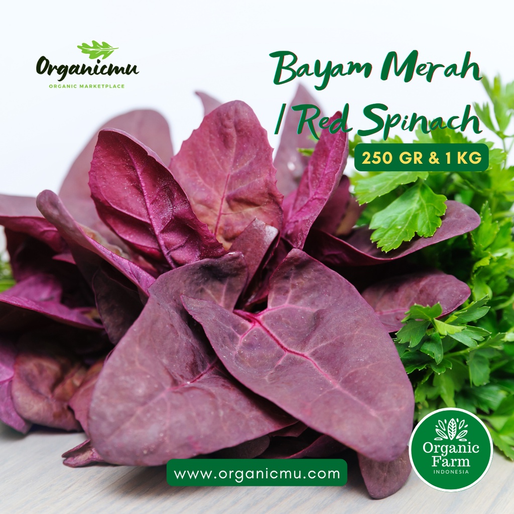 

Organicmu - Bayam Merah 1 kg