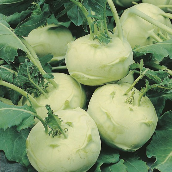 Benih Bibit Biji - Kohl Rabi Olivia F1 (Brassica oleracea gongylodes) Seeds - IMPORT