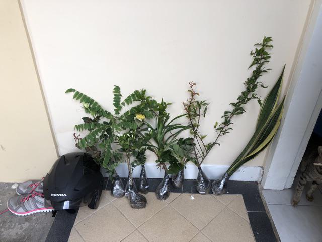 Tanaman Hias Lidah Mertua