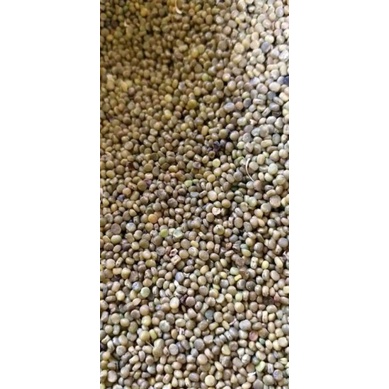 Biji indigofera/benih indigofera