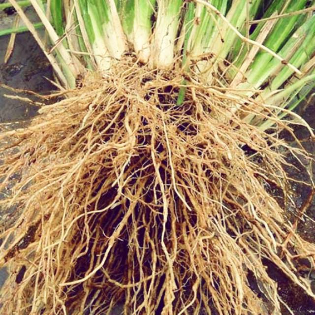 akar wangi