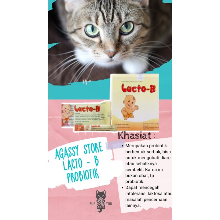 lacto b obat diare kucing obat ampuh probiotik