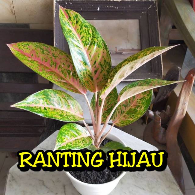 bunga aglonema big roy