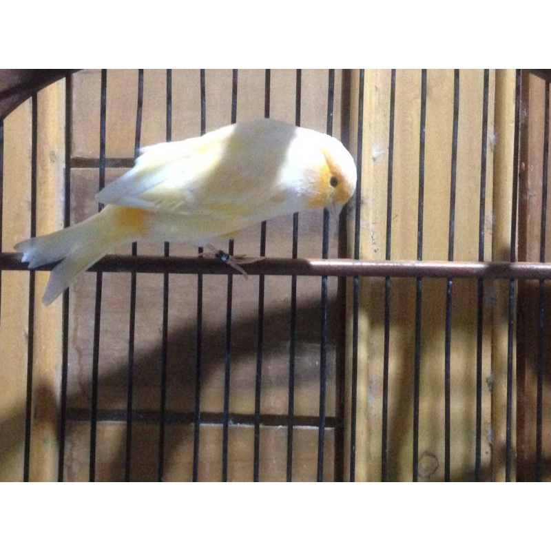 kenari betina dara f1 ys siapan