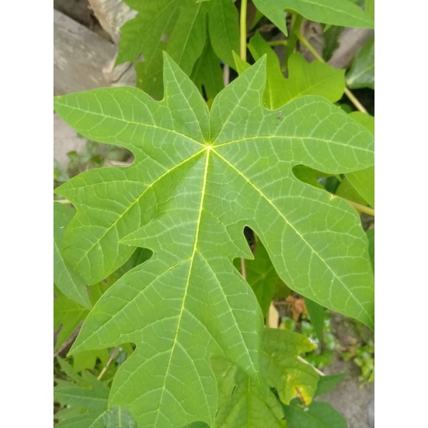 

Daun pepaya