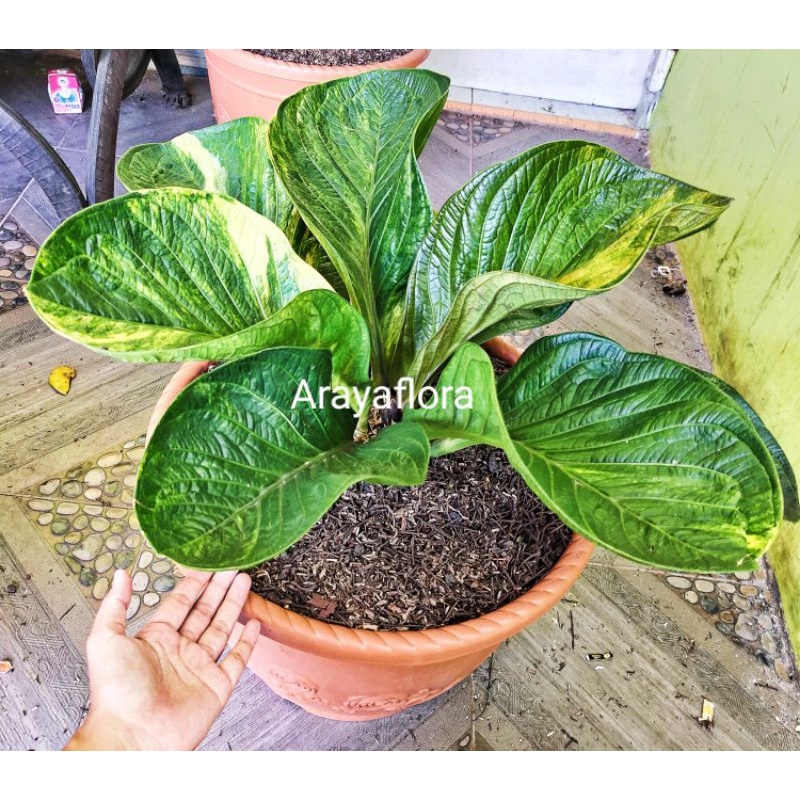 Anthurium jemani mangkok varigata