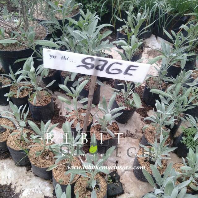 Bibit Sage/Tanaman Herbal Sage/Salvia officinalis