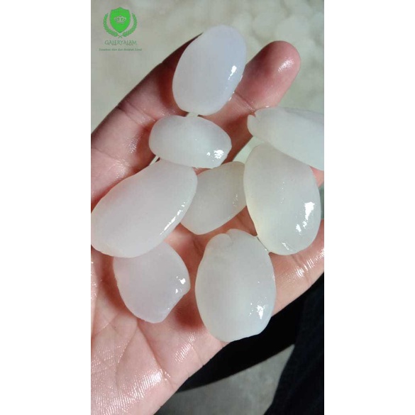

KOLANG KALING LOKAL MURNI BERSIH MURAH 1 KG / CANGKALENG 1KG