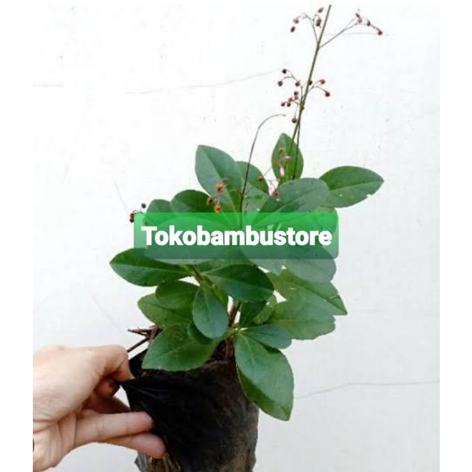 Bibit ginseng jawa unggul / bibit ginseng-az