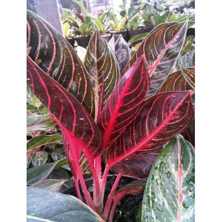 Tanaman Bunga Hias Aglonema Red Sumatera Induk Dewasa Remaja Redsum Merah Merona Asli Premium