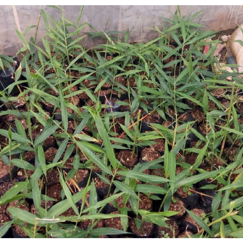 Bibit Jahe Merah Super