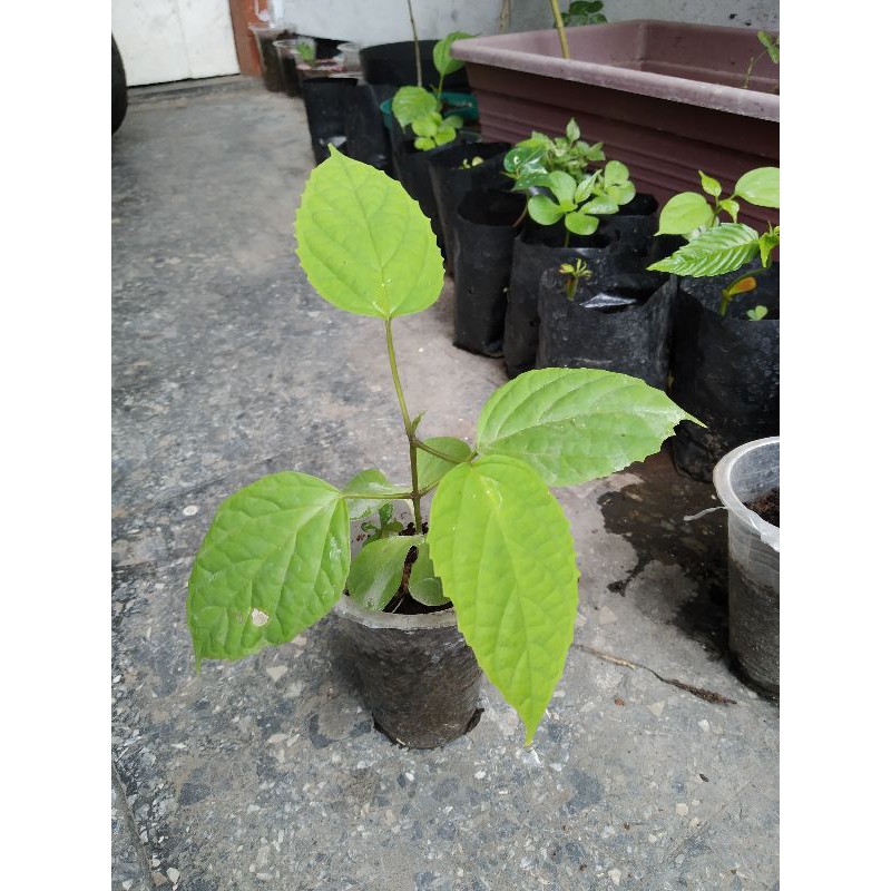 BIBIT POHON LANANG/ POHON ECOPRINT