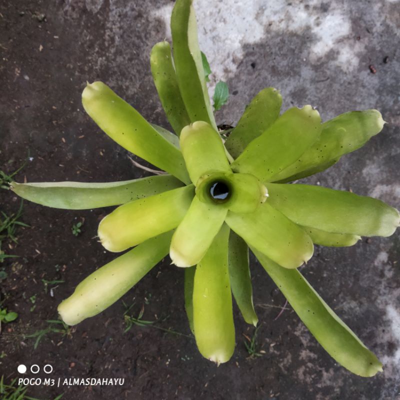 Bromelia hijau
