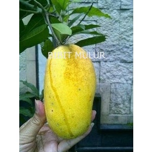 Bibit Mangga Chokanan siap berbuah