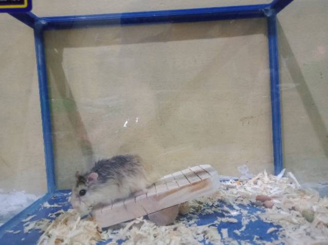 MAINAN HAMSTER - JUNGKAT JUNGKIT KAYU SOLID