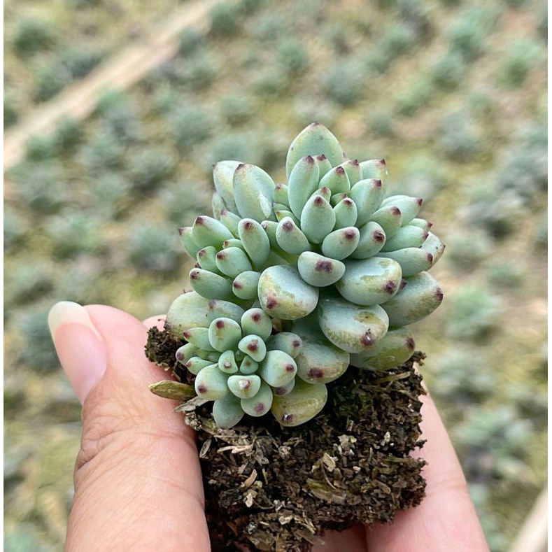 Sukulen Sedum Hernandezii Blue