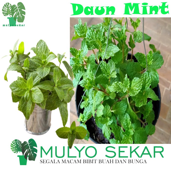 Bibit Tanaman Daun mint Hidup (RIMBUN) untuk Infuse Water herbal - Tanaman Hidup Rempah Daun Mint Organik Tersedia 8 Jenis Varian wangi