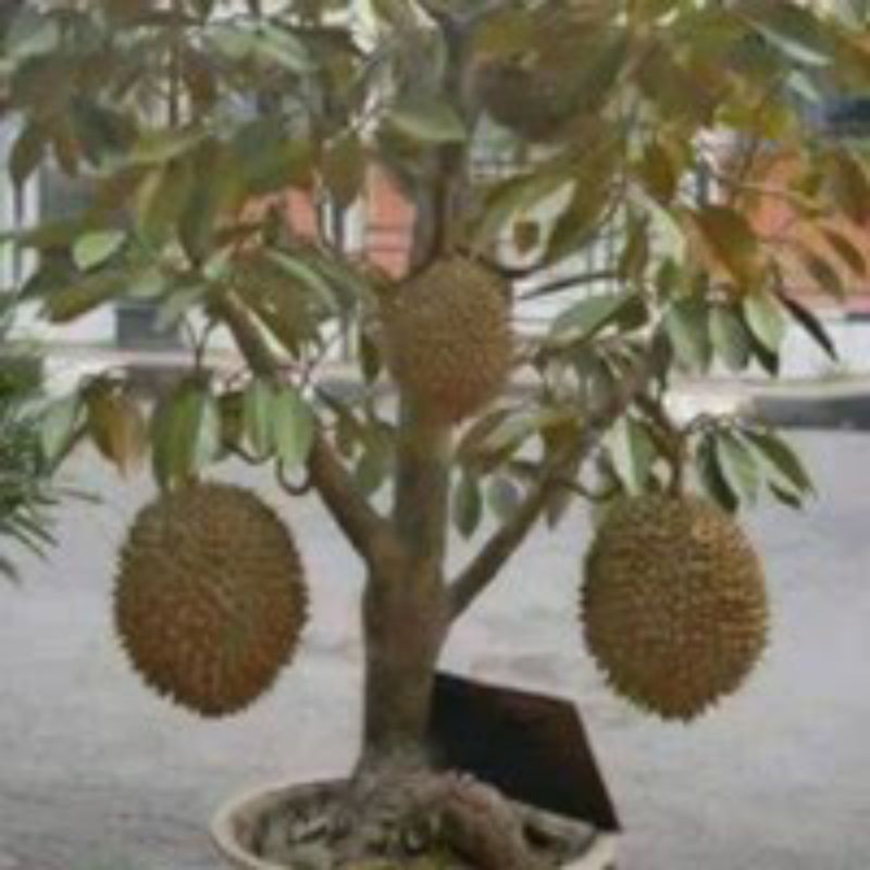bibit durian  montong benih pohon tanaman buah dalam pot tabulampot