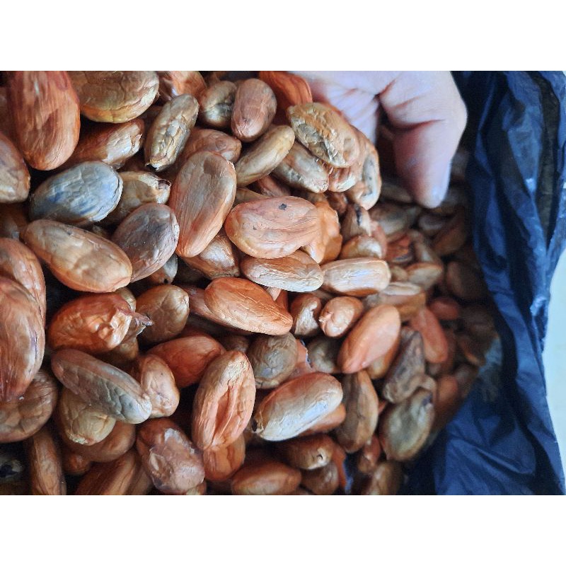 

Buah Kakao kering kualitas expor termurah