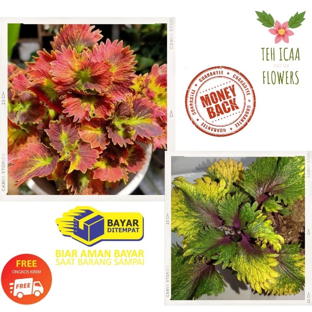 PAKET 2 TANAMAN HIAS MIANA PREMIUM BUNGA MIANA EKOR CUPANG MERAH COLEUS  PROMO KUALITAS SUPER COD