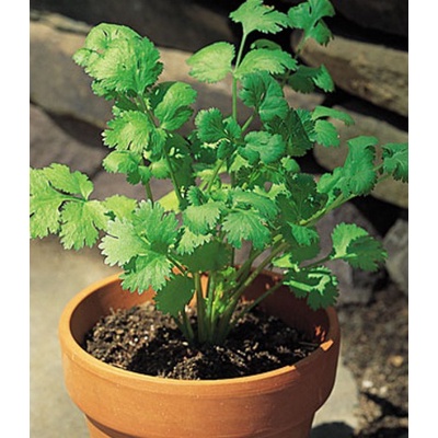 (25 Biji) Benih Herb Coriander Daun Ketumbar Favor Bibit Sayuran Herba Known You Seed Tanaman Obat H
