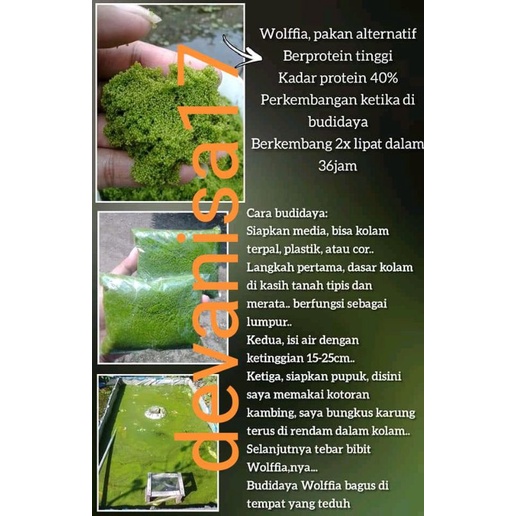 BIBIT WOLFIA 50 - 150 GRAM BENIH WOLFFIA