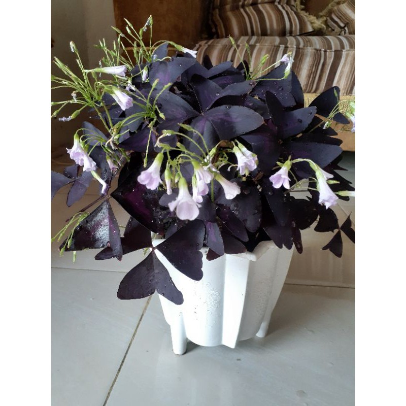 Oxalis (bunga kupu-kupu)