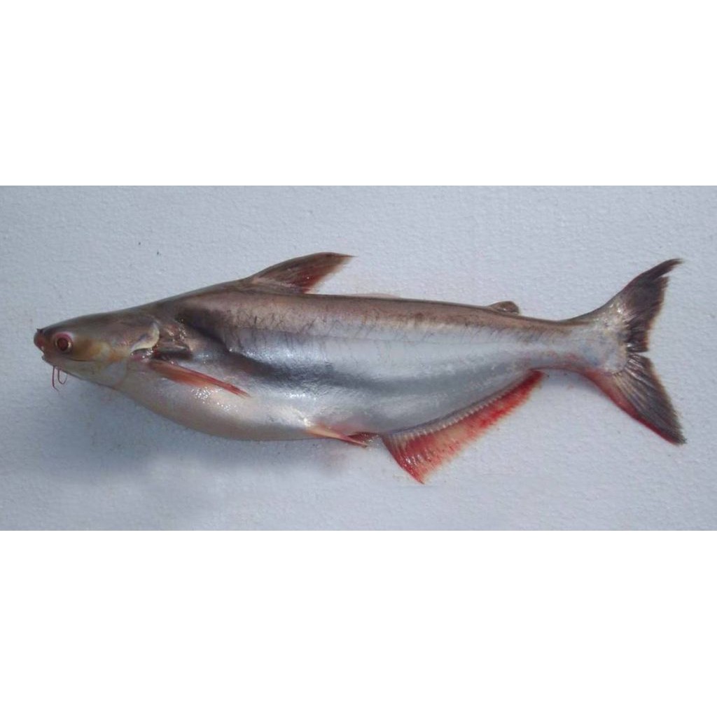 

Jual Ikan Patin - 1 Kg