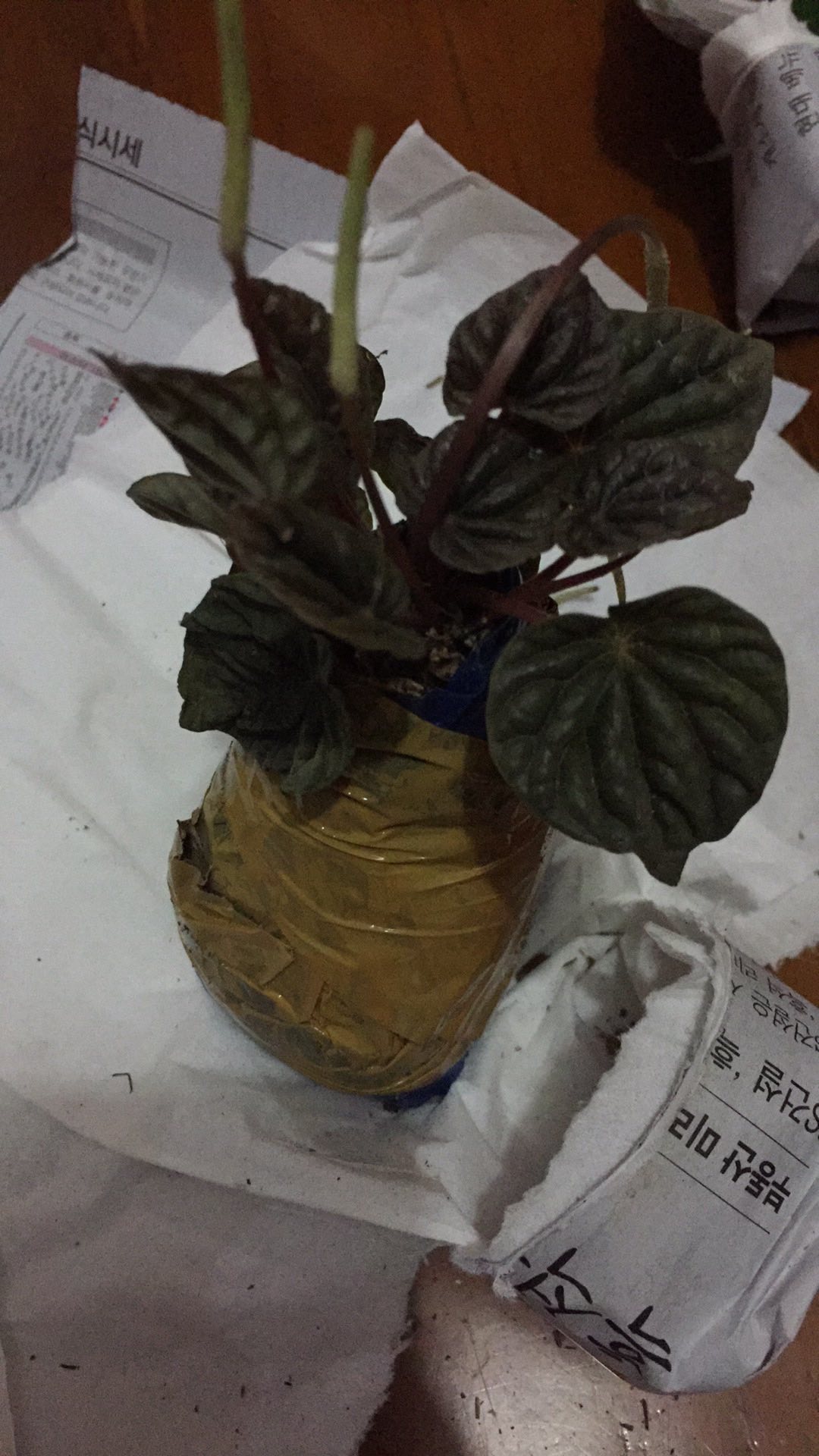 Peperomia Napolly Night•|•tanaman Hias Peperomia