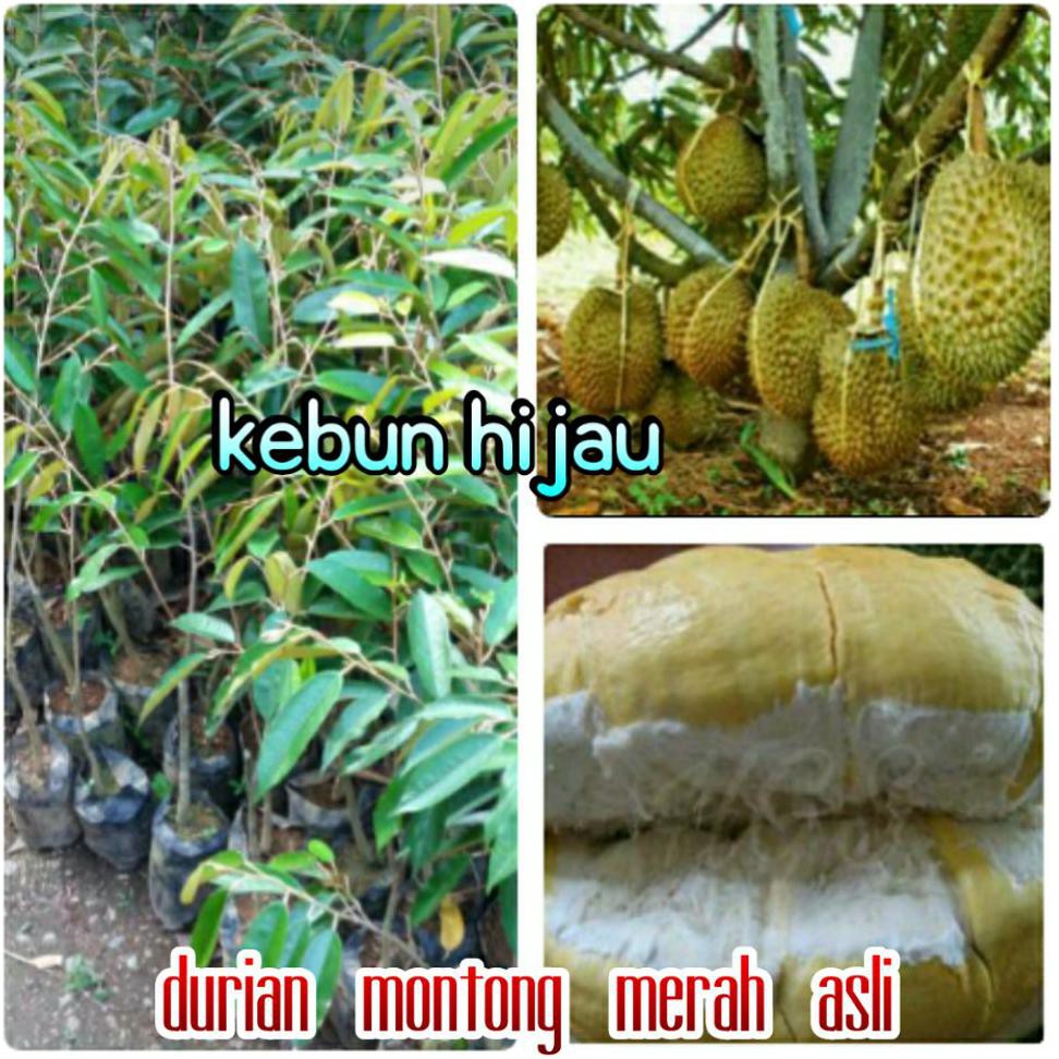 #As_ Bibit Durian Montong Merah Asli Kw Asli