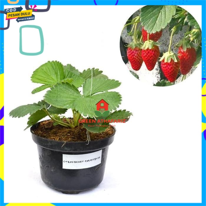

Bibit Buah Strawberry California