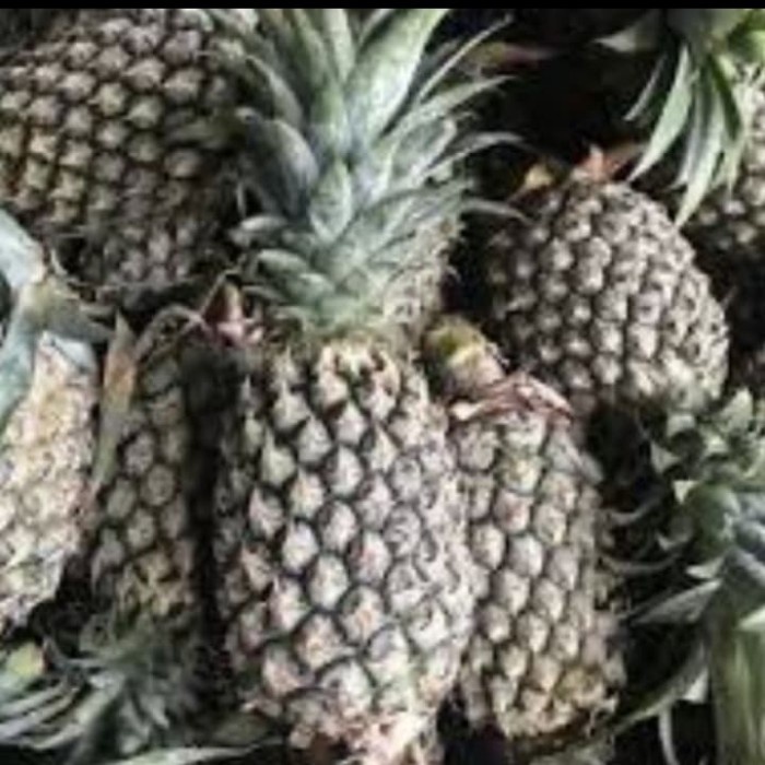 

nanas Palembang super /ukuran sedang