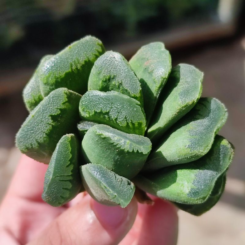 Haworthia truncata hybrid sukulen