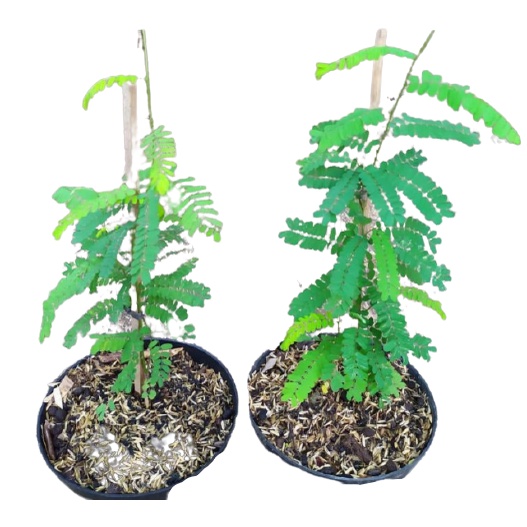 Tanaman Herbal Daun Saga Rambat