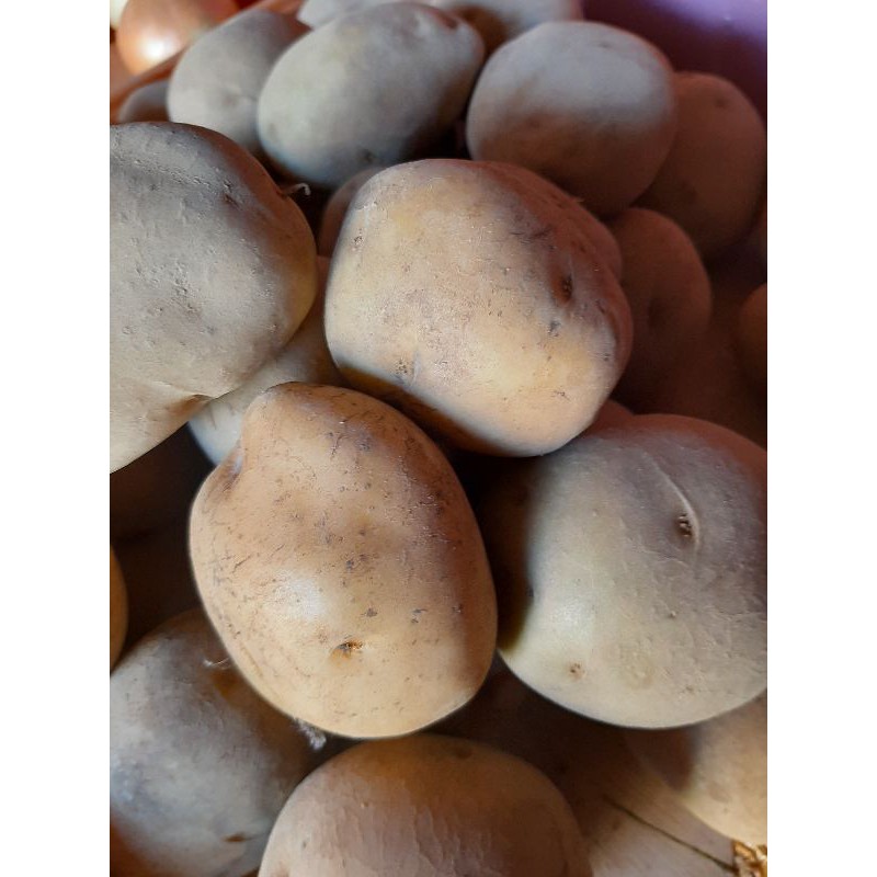 kentang 1 kg